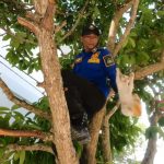 Aksi Heroik Tim Damkar Kutai Kartanegara, Anak Kucing Terjebak di Pohon Diselamatkan