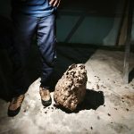 Tawon Vespa Resahkan Warga, Tim Damkar Muara Jawa Lakukan Evakuasi Tengah Malam