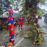 Tim Pemadam Kebakaran Kutai Kartanegara Bersihkan Ranting Patah di Jalan Danau Aji