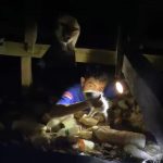 Damkar Sanga-Sanga Selamatkan Kucing yang Terjebak di Kolong Rumah Warga