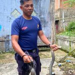 Damkarmatan Kukar Tangani Ular Masuk Permukiman di Jalan Gunung Menyapa