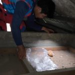 Terjebak Berhari-hari di Plafon, Anak Kucing Berhasil Dievakuasi Damkar Kukar