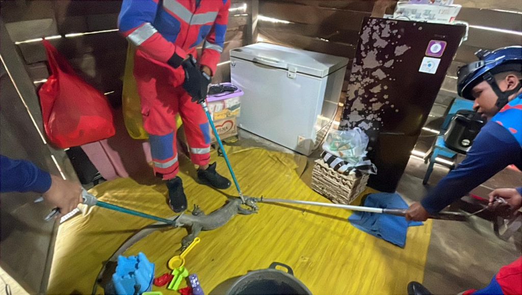 Biawak Masuk Rumah Warga, Damkar Lakukan Evakuasi