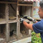 Damkar Kukar Evakuasi Ular di Kandang Ayam Milik Warga Timbau