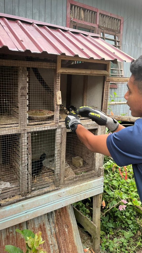 Damkar Kukar Evakuasi Ular di Kandang Ayam Milik Warga Timbau