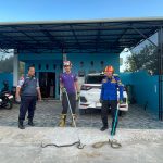 Dua Ular King Kobra Masuk Rumah Warga, Damkar Muara Badak Lakukan Evakuasi