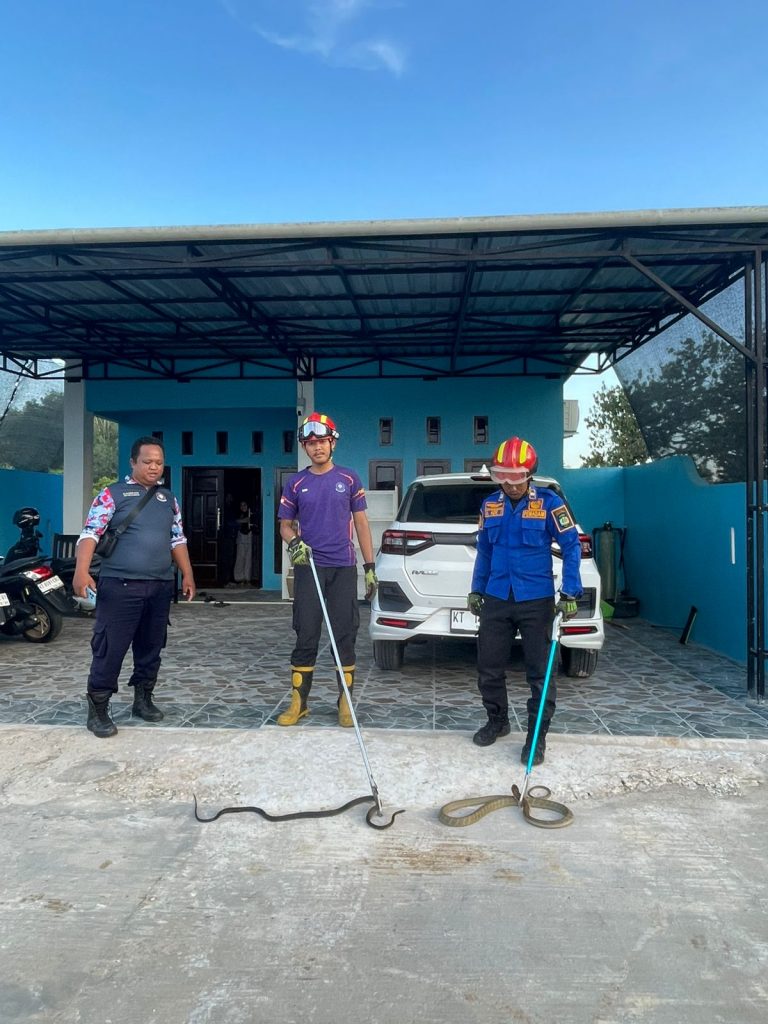 Dua Ular King Kobra Masuk Rumah Warga, Damkar Muara Badak Lakukan Evakuasi