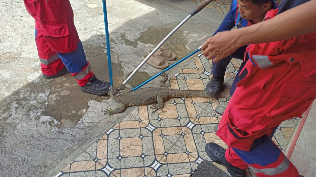 Penanganan Evakuasi Biawak di Jalan Maduningrat Gang 6 Tenggarong Berjalan Aman dan Lancar