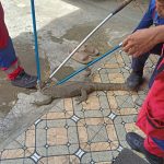 Penanganan Evakuasi Biawak di Jalan Maduningrat Gang 6 Tenggarong Berjalan Aman dan Lancar