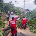 Pohon Tumbang Tutupi Jalan dan Timpa Kabel Listrik, Damkar Kukar Bergerak Cepat