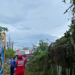 Pohon Tumbang Timpa Kabel Listrik dan Hampir Tutup Badan Jalan, Damkar Tenggarong Gerak Cepat Tangani