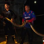 Damkar Kukar Tangani Ular Masuk Kandang Ayam di Kota Bangun Darat