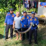 Ular Piton Bersembunyi di Semak Belakang Rumah, Damkarmatan Kukar Lakukan Evakuasi