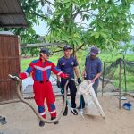 King Cobra Masuk Rumah Warga, Berhasil Diamankan Damkarmatan Kukar