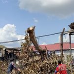 Damkarmatan Kukar Lakukan Penebangan Pohon Terdampak Kebakaran di Tenggarong