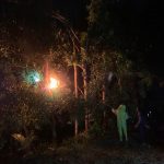 Damkarmatan Kukar Evakuasi Sarang Tawon di Muara Jawa Pesisir