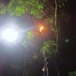 Sarang Tawon Vespa di Jalan Gunung Belah Berhasil Ditangani Damkarmatan Kukar