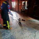 Monyet Masuk Rumah Warga, Damkarmatan Kukar Lakukan Evakuasi