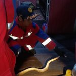 Ular Sawa Masuk Rumah Warga di Tenggarong, Petugas Damkar Lakukan Evakuasi