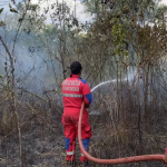 Damkar Tangani Kebakaran Lahan Seluas Satu Hektare di Teluk Dalam