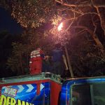 Damkar Tangani Dua Laporan Sarang Tawon di Lokasi Berbeda di Tenggarong
