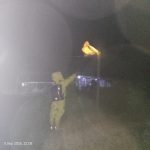 Sarang Tawon Vespa Dekat Feri Penyeberangan di Muara Muntai Ditangani Petugas Damkar