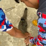 Damkar Evakuasi Biawak yang Masuk ke Rumah Warga di Loa Ipuh
