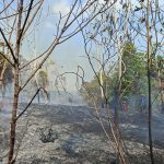 Kebakaran Lahan Gambut Seluas Satu Hektare Terjadi di Bukit Merdeka Samboja