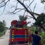 Pohon Tumbang Timpa Kabel Listrik di Jalan Perjuangan Tenggarong, Damkar Sigap Tangani