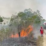 Kebakaran Lahan di Tenggarong Seberang Ditangani Tim Gabungan Damkarmatan