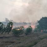 Karhutla 100 Hektare dengan Lima Titik Api Landa Nilam Sentral Muara Badak